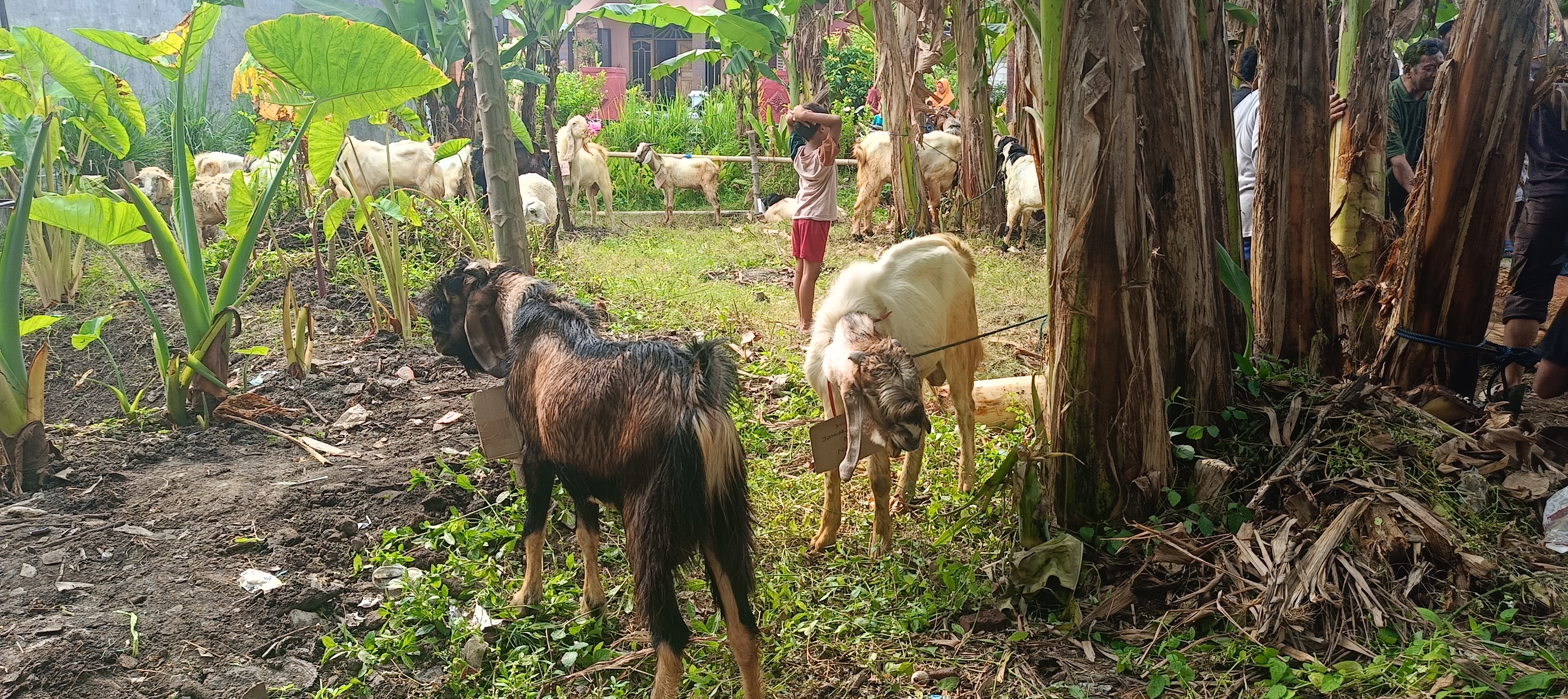 Sembelih 4 Sapi dan Puluhan Kambing, Takmir Masjid Al Hidayah Jotangan Mojosari Gelar Kurban Idul Adha 1447 H